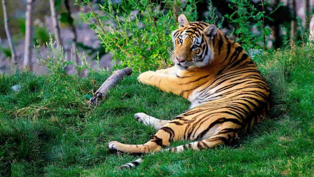 草の上で寝ている虎